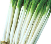 Scallions Green Onion